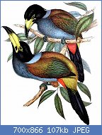 Cliquez sur l'image pour la voir en taille relle

Nom : Andigena_cucullata_by_John_Gould.jpg
Affichages : 430
Taille : 106,6 Ko
ID : 123332