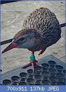 Cliquez sur l'image pour la voir en taille relle

Nom : 800px-Gallirallus_australis_hectori_31439773.jpg
Affichages : 437
Taille : 136,7 Ko
ID : 123395