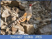 Cliquez sur l'image pour la voir en taille relle

Nom : Cheer_Pheasant.jpg
Affichages : 419
Taille : 118,0 Ko
ID : 123412