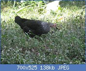 Cliquez sur l'image pour la voir en taille réelle
Nom : 1280px-Wild_hen_(3).jpg
Affichages : 2116
Taille : 138,2 Ko
ID : 123437
