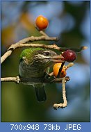 Cliquez sur l'image pour la voir en taille relle

Nom : white_cheeked_barbet_02.jpg
Affichages : 278
Taille : 72,5 Ko
ID : 123526