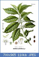 Cliquez sur l'image pour la voir en taille relle

Nom : Coffea_arabica_-_Khlers_Medizinal-Pflanzen-189.jpg
Affichages : 290
Taille : 109,8 Ko
ID : 123527