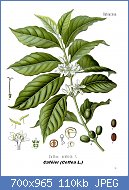 Cliquez sur l'image pour la voir en taille relle

Nom : Coffea_arabica_-_Khlers_Medizinal-Pflanzen-189.jpg
Affichages : 445
Taille : 109,8 Ko
ID : 123527