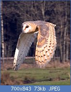 Cliquez sur l'image pour la voir en taille réelle
Nom : Flying_owl.jpg
Affichages : 521
Taille : 73,4 Ko
ID : 123534