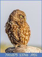 Cliquez sur l'image pour la voir en taille relle

Nom : 800px-Little_Owl_(18791372489).jpg
Affichages : 484
Taille : 137,4 Ko
ID : 123558