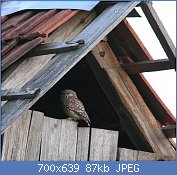Cliquez sur l'image pour la voir en taille réelle
Nom : 1280px-Athene_noctua_am2.jpg
Affichages : 582
Taille : 87,4 Ko
ID : 123562
