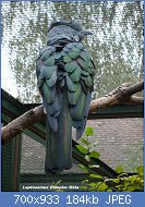 Cliquez sur l'image pour la voir en taille réelle
Nom : Leptosomus-discolor--Weltvogelpark_Walsrode2008.jpg
Affichages : 551
Taille : 184,4 Ko
ID : 123601