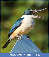 Cliquez sur l'image pour la voir en taille relle

Nom : Sacred_Kingfisher_-_Grahame_Bowland_-_Cropped.jpg
Affichages : 440
Taille : 58,7 Ko
ID : 123607