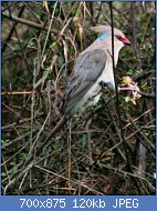 Cliquez sur l'image pour la voir en taille relle

Nom : Blue-naped_Mousebird_RWD.jpg
Affichages : 410
Taille : 120,4 Ko
ID : 123609
