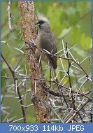 Cliquez sur l'image pour la voir en taille relle

Nom : 800px-Speckled_Mousebird_(10547741403).jpg
Affichages : 482
Taille : 114,4 Ko
ID : 123619