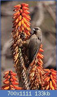 Cliquez sur l'image pour la voir en taille relle

Nom : Speckled_Mousebird_(Colius_striatus)_in_aloe_(7623187082).jpg
Affichages : 481
Taille : 133,4 Ko
ID : 123627