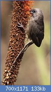 Cliquez sur l'image pour la voir en taille relle

Nom : Speckled_Mousebird_(Colius_striatus)_in_aloe_(7623190996).jpg
Affichages : 496
Taille : 133,0 Ko
ID : 123628