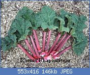 Cliquez sur l'image pour la voir en taille relle

Nom : Rheumrhaponticum.jpg
Affichages : 333
Taille : 145,6 Ko
ID : 42691