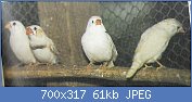 Cliquez sur l'image pour la voir en taille relle

Nom : diamant mandarin.jpg
Affichages : 3520
Taille : 60,7 Ko
ID : 63158