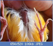 Cliquez sur l'image pour la voir en taille relle

Nom : ventre.jpg
Affichages : 881
Taille : 105,6 Ko
ID : 68464