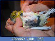 Cliquez sur l'image pour la voir en taille relle

Nom : ois 1.jpg
Affichages : 371
Taille : 41,1 Ko
ID : 70405