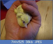Cliquez sur l'image pour la voir en taille relle

Nom : oeil malinois 004.jpg
Affichages : 463
Taille : 37,6 Ko
ID : 72877