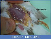 Cliquez sur l'image pour la voir en taille relle

Nom : okdemaretmandarin-(5).jpg
Affichages : 314
Taille : 14,2 Ko
ID : 75301