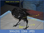 Cliquez sur l'image pour la voir en taille relle

Nom : Corvuscorone(16).jpg
Affichages : 290
Taille : 12,3 Ko
ID : 75302