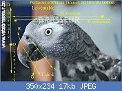 Cliquez sur l'image pour la voir en taille relle

Nom : grisdugabondirection(10).jpg
Affichages : 604
Taille : 16,8 Ko
ID : 75306