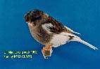 Nom : tbird3.jpg
Affichages : 2278
Taille : 10,8 Ko