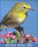 Cliquez sur l'image pour la voir en taille relle

Nom : zosterops du Cap ( zosterops pallidus).jpg
Affichages : 585
Taille : 246,5 Ko
ID : 77215
