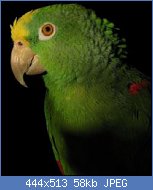 Cliquez sur l'image pour la voir en taille relle

Nom : amazone a front jaune de Panama - Amazona ochrocephala.jpg
Affichages : 5055
Taille : 58,1 Ko
ID : 77327