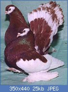 Cliquez sur l'image pour la voir en taille r�elle

Nom : paon_paon kazakhstan_.jpg
Affichages : 2924
Taille : 25,0 Ko
ID : 77455