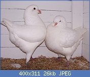 Cliquez sur l'image pour la voir en taille r�elle

Nom : Pigeon mondain.jpg
Affichages : 883
Taille : 26,0 Ko
ID : 77457