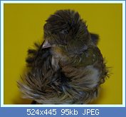 Cliquez sur l'image pour la voir en taille r�elle

Nom : rogetto 222 d�tail capuchon.jpg
Affichages : 370
Taille : 94,6 Ko
ID : 78344