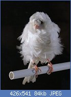 Cliquez sur l'image pour la voir en taille r�elle

Nom : rogetto.jpg
Affichages : 464
Taille : 84,0 Ko
ID : 78345