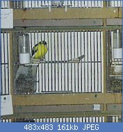 Cliquez sur l'image pour la voir en taille r�elle

Nom : cageafricadetailcage.jpg
Affichages : 1334
Taille : 161,1 Ko
ID : 83375