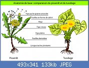 Cliquez sur l'image pour la voir en taille relle

Nom : anatomie_pissenlit_tussilag.jpg
Affichages : 2276
Taille : 133,5 Ko
ID : 85101
