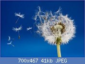 Cliquez sur l'image pour la voir en taille relle

Nom : 3070330-pissenlit-graines-etre-souffle-par-le-vent.jpg
Affichages : 2879
Taille : 41,1 Ko
ID : 85103