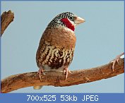 Cliquez sur l'image pour la voir en taille relle

Nom : Cut-throat_Finch_male_RWD9.jpg
Affichages : 968
Taille : 53,5 Ko
ID : 87076