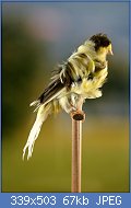 Cliquez sur l'image pour la voir en taille relle

Nom : IMG_59533205 3.jpg
Affichages : 363
Taille : 67,4 Ko
ID : 87624