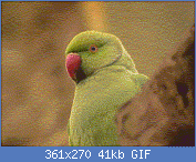 Cliquez sur l'image pour la voir en taille r�elle

Nom : perruche.gif
Affichages : 992
Taille : 41,4 Ko
ID : 88140