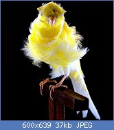 Cliquez sur l'image pour la voir en taille r�elle

Nom : padovano.jpg
Affichages : 758
Taille : 37,2 Ko
ID : 88267