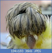 Cliquez sur l'image pour la voir en taille r�elle

Nom : testa3.jpg
Affichages : 217
Taille : 35,8 Ko
ID : 88269