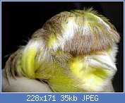 Cliquez sur l'image pour la voir en taille r�elle

Nom : testa1.jpg
Affichages : 209
Taille : 35,4 Ko
ID : 88270