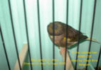 Nom : tshow20.jpg
Affichages : 1439
Taille : 11,3 Ko