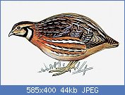 Cliquez sur l'image pour la voir en taille relle

Nom : 1009283-Caille.jpg
Affichages : 2498
Taille : 44,2 Ko
ID : 92344