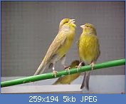 Cliquez sur l'image pour la voir en taille relle

Nom : canaris-chanteur.jpg
Affichages : 604
Taille : 5,2 Ko
ID : 92459
