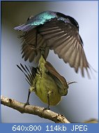 Cliquez sur l'image pour la voir en taille r�elle

Nom : Coitus_sequence_3_-_mounting_-_Flickr_-_Lip_Kee.jpg
Affichages : 156
Taille : 114,5 Ko
ID : 95731