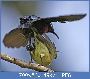 Cliquez sur l'image pour la voir en taille r�elle

Nom : Coitus_sequence_5_-_dismount_-_Flickr_-_Lip_Kee.jpg
Affichages : 153
Taille : 48,8 Ko
ID : 95733