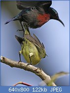 Cliquez sur l'image pour la voir en taille r�elle

Nom : Coitus_sequence_6_-_getting_away_-_Flickr_-_Lip_Kee.jpg
Affichages : 175
Taille : 122,0 Ko
ID : 95734