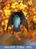 Cliquez sur l'image pour la voir en taille r�elle

Nom : Purple-throated_Sunbird_(Leptocoma_sperata)_-_Flickr_-_Lip_Kee_(2).jpg
Affichages : 192
Taille : 127,9 Ko
ID : 95736