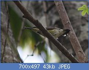 Cliquez sur l'image pour la voir en taille r�elle

Nom : (Arachnothera_longirostra).jpg
Affichages : 186
Taille : 43,3 Ko
ID : 95942