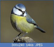 Cliquez sur l'image pour la voir en taille r�elle

Nom : oiseaux-du-jardin-hiver-mesange-bl.jpg
Affichages : 14030
Taille : 13,8 Ko
ID : 95957