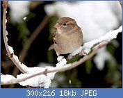Cliquez sur l'image pour la voir en taille réelle
Nom : oiseaux-du-jardin-hiver-moinea-f-fl.jpg
Affichages : 1515
Taille : 18,1 Ko
ID : 95960